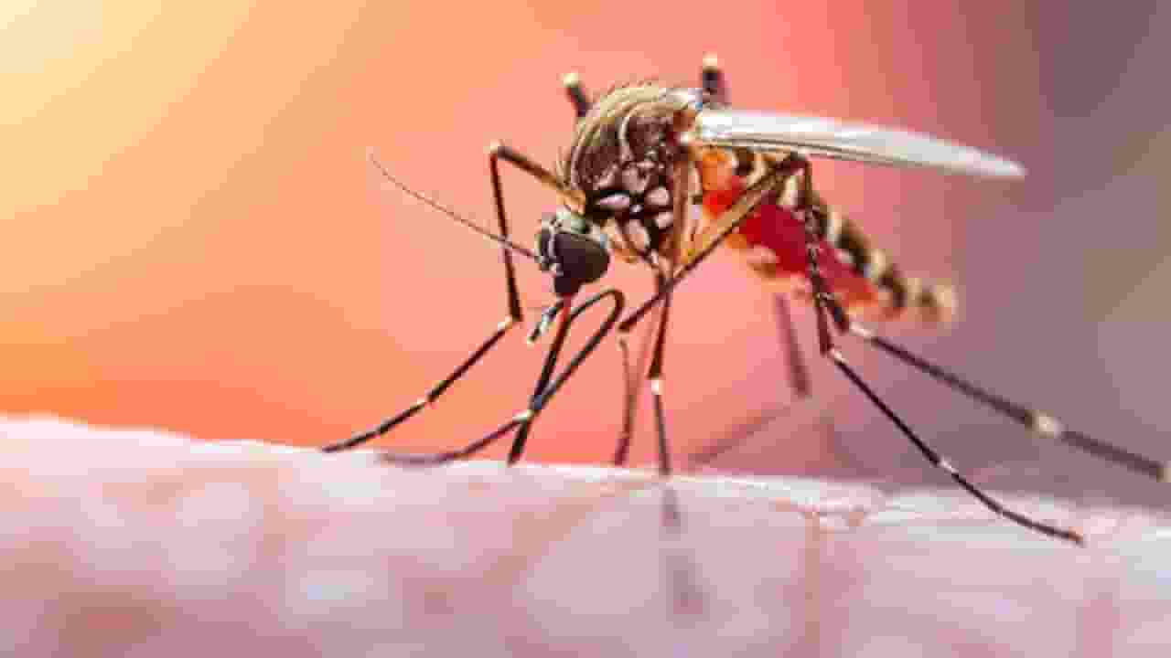 भारत ने बनाई मलेरिया के खिलाफ पहली वैक्सीन, जानिए कैसे करेगी काम? malaria vaccine