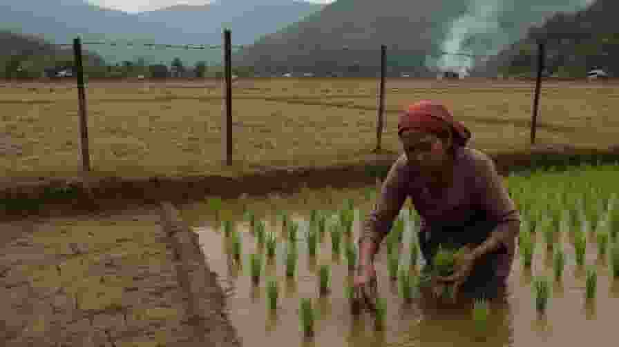 हिंसा से त्रासदी! मणिपुर में वीरान क्यों पड़ी हैं खेती की जमीन? Manipur agriculture production