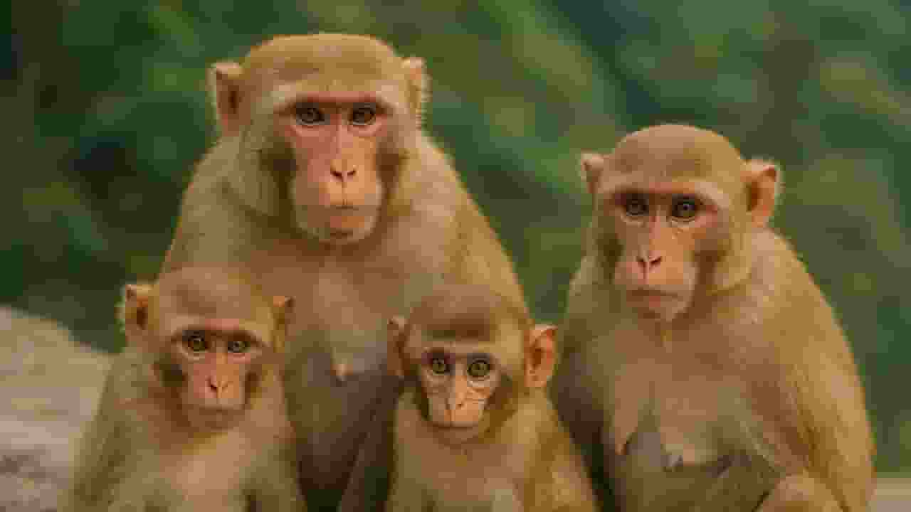 मधुबनी: एक साथ 20 बंदरों ने बोला हमला, बुजुर्ग ने तोड़ा दम Monkey