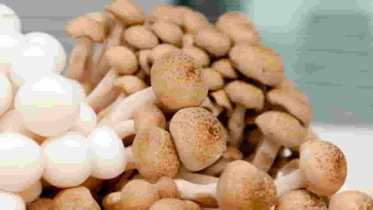 बीरभूम के मशरूम से हो सकता है कैंसर का इलाज, नेचर की स्टडी में दावा bangla Mushroom