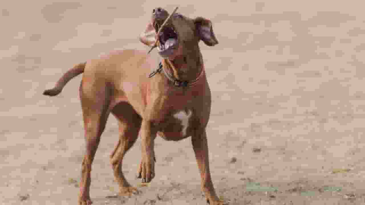 कुत्ते को डांटना पड़ गया भारी, मालिकों ने पड़ोसी की 'नाक' ही काट ली noida dog owner cut nose