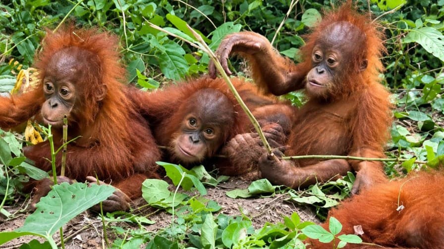 Odisha Orangutans