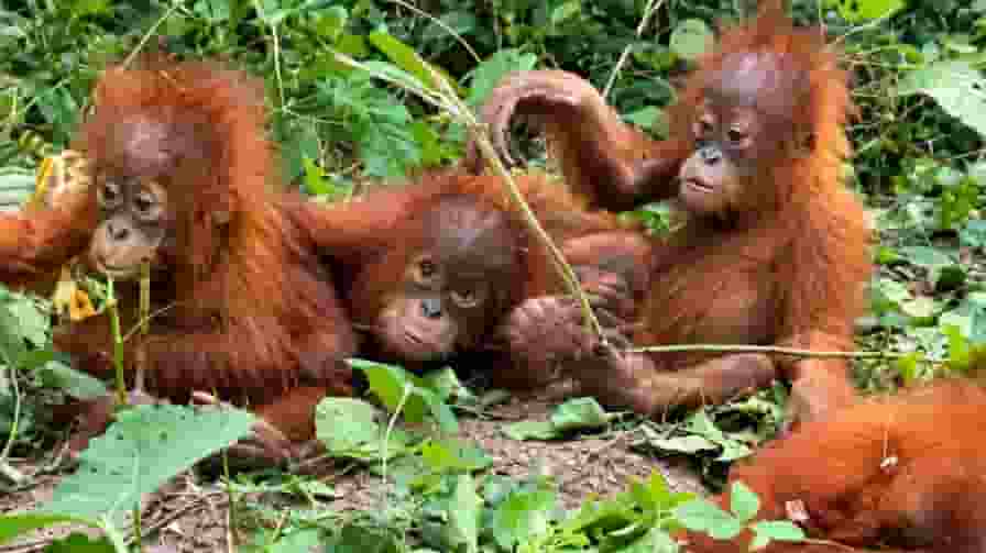 Odisha Orangutans