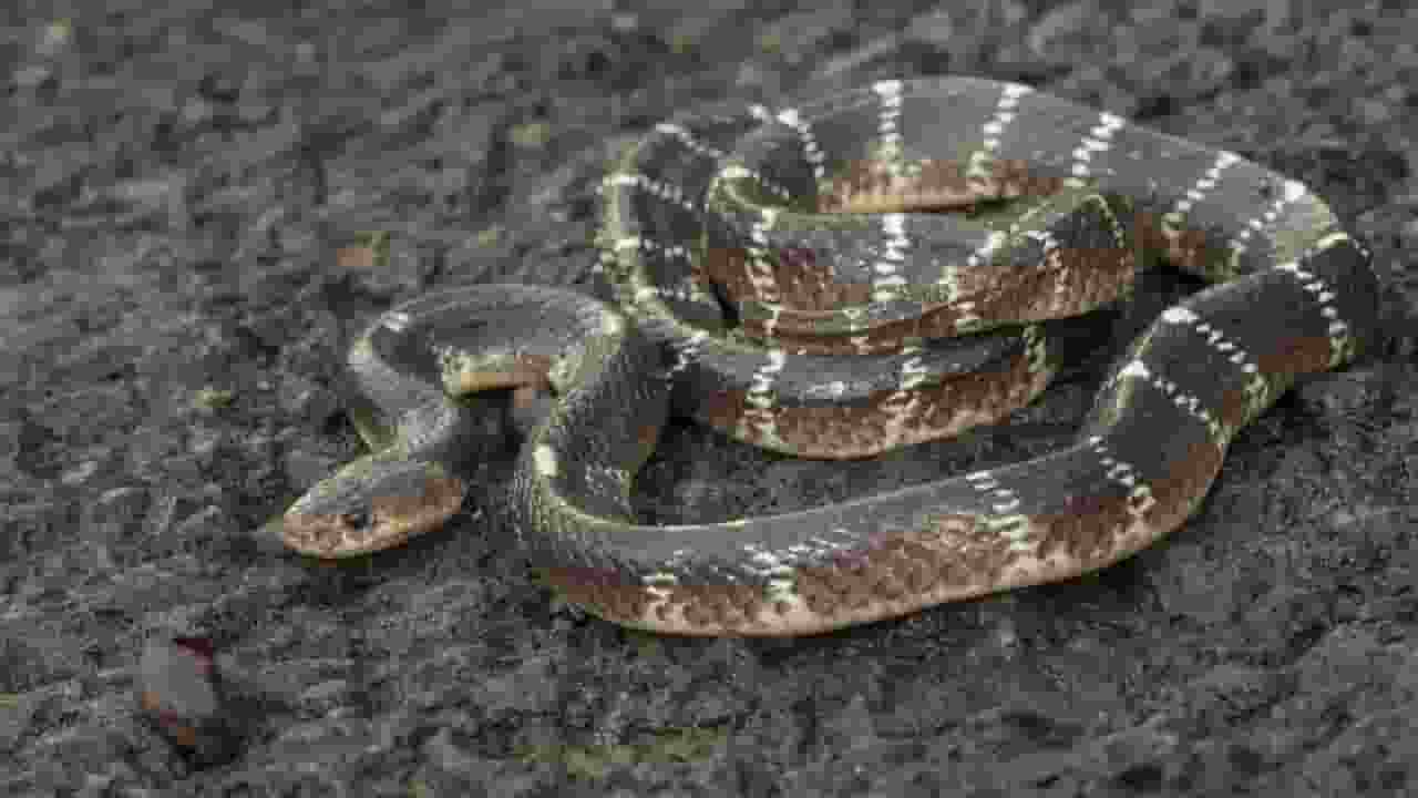 3 साल की बच्ची को करैत ने काटा, 40 एंटी वेनम लगाकर डॉक्टर ने बचाई जान AI Image