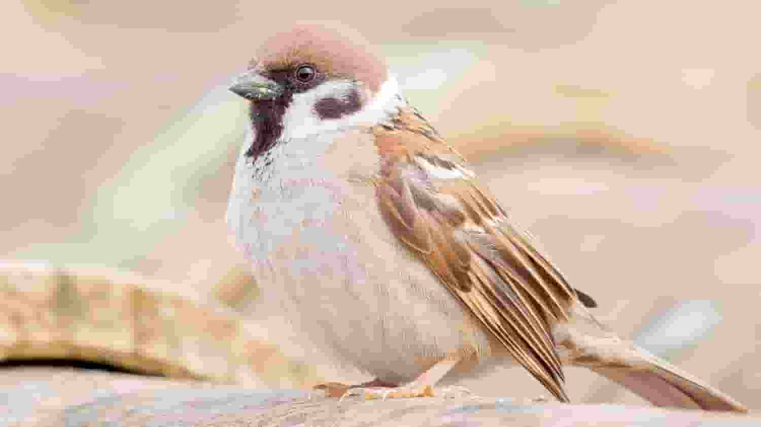 बंद पड़ी दुकान में फंसी थी चिड़िया, आजाद कराने को 48 KM दूर से आए जज sparrow