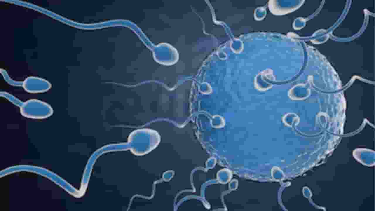 लॉस एंजेलिस में होगी 'स्पर्म रेसिंग', दुनिया हैरान, क्या है ये बला Sperm Racing