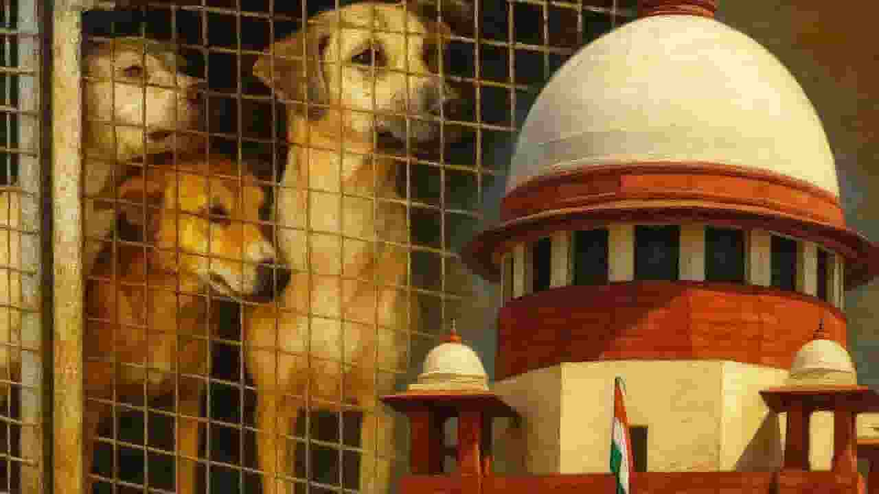 'जो करना था, वह नहीं किया', आवारा कुत्तों के मामले पर SC ने क्या कहा? supreme court