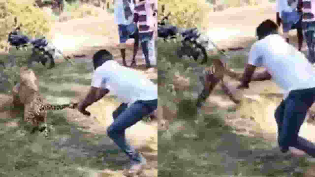मौत के मुंह से लोगों को बचाया, तेंदुए की पकड़ ली पूंछ, फिर जो हुआ Man Grabs Leopard By Tail