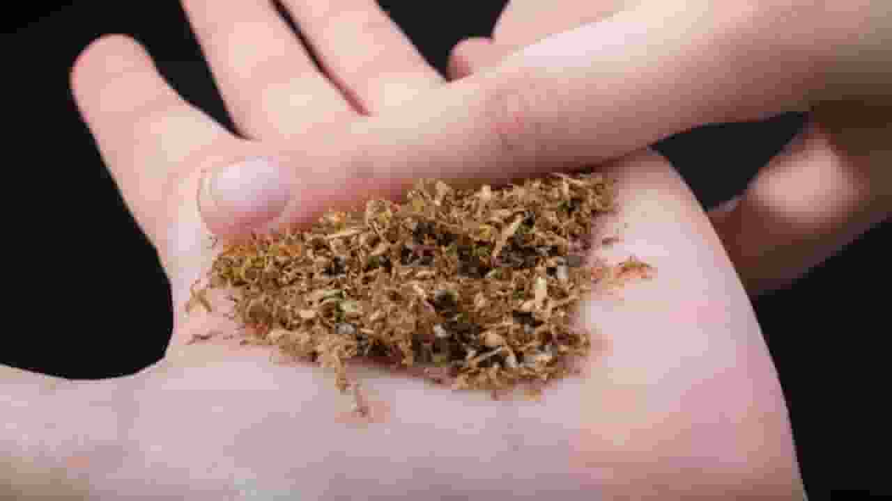 हर साल 13.5 लाख भारतीयों की जान लेता है तंबाकू, छोड़ने का तरीका जानिए Tobacco causes copd