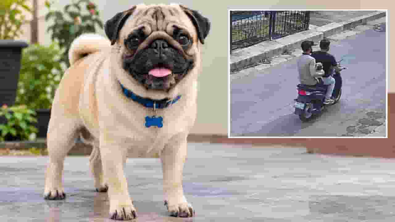 AI generated image of pug dog