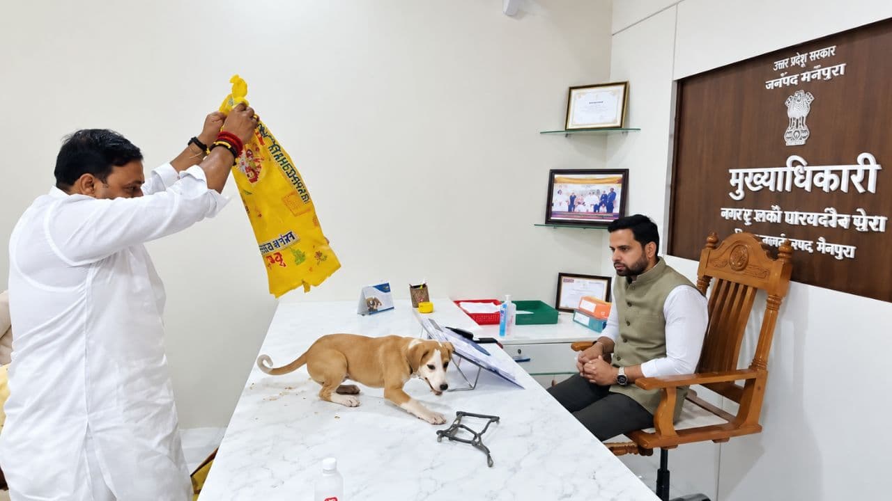 Stray Dogs Viral Video