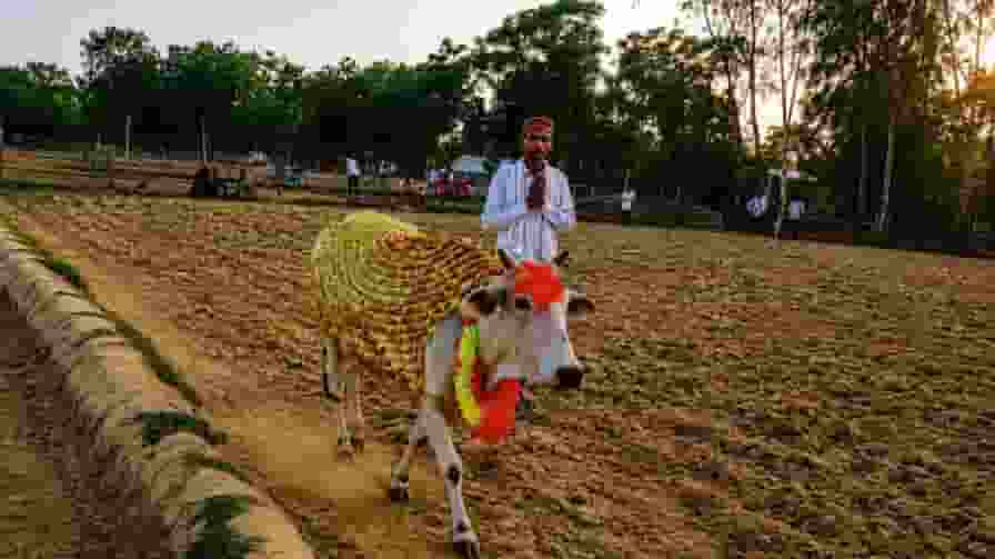 cow