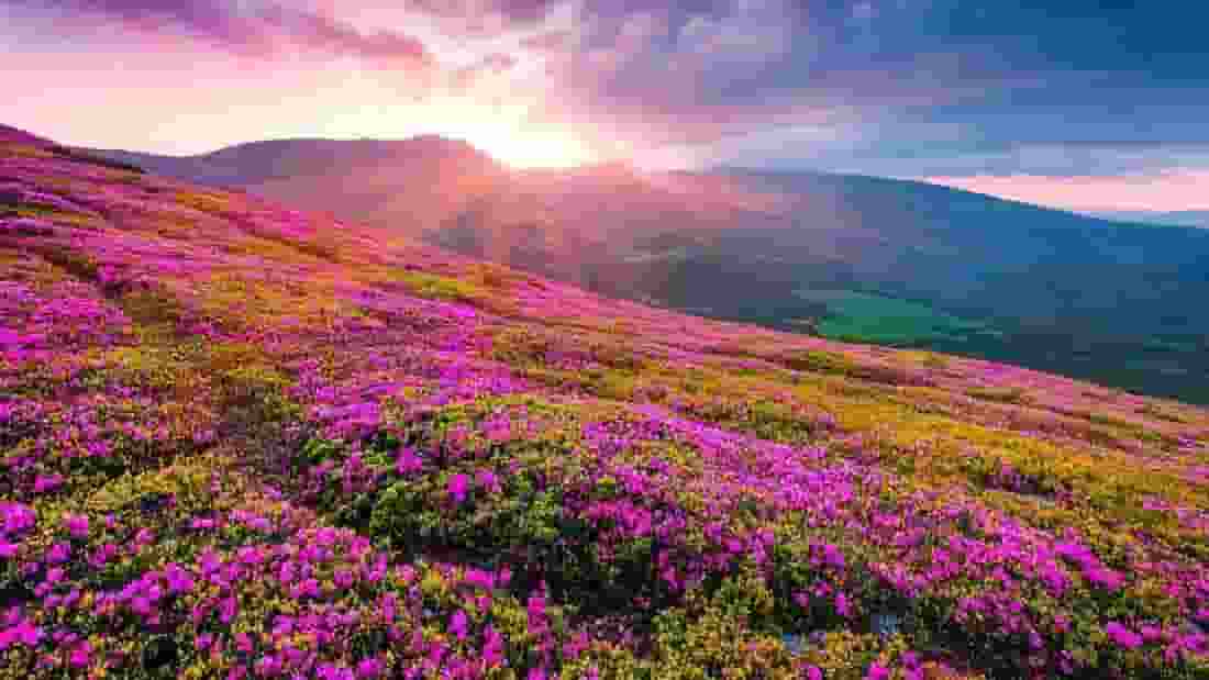 कश्मीर से महाराष्ट्र और नॉर्थ ईस्ट तक भारत की 5 'वैली ऑफ फ्लावर' Representational Image । Photo Credit: X/@gemsofbabus__