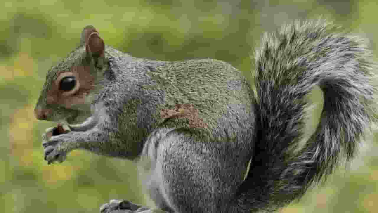 Squirrel, Photo Credit: Freepik