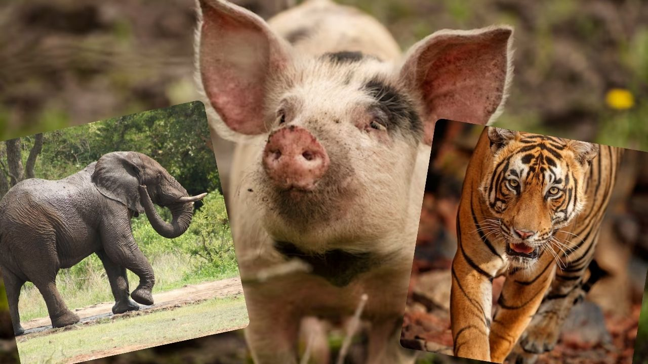 केरल में जंगली जानवरों की जान लेने का हक क्यों मांग रहे हैं लोग? समझिए why Kerala wants to kill Wild Animals