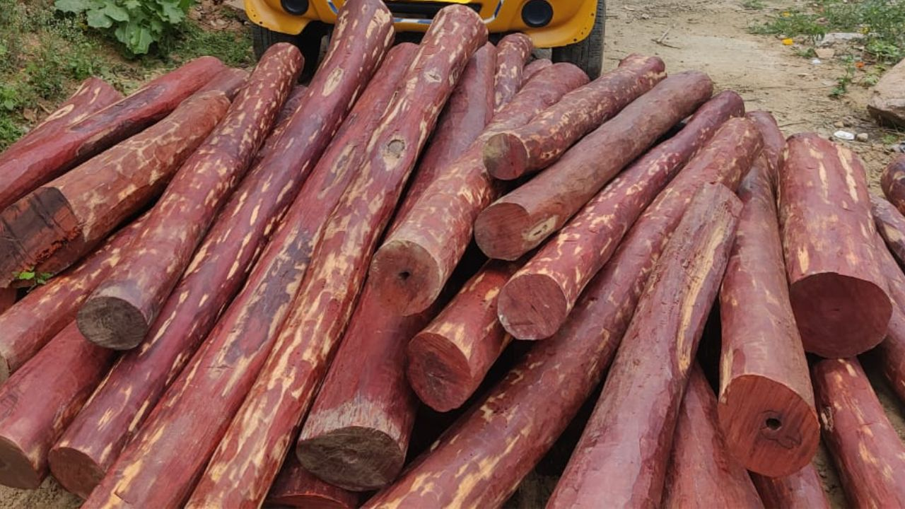 'पुष्पा' के लाल चंदन की कहानी क्या है? समझिए क्यों होती है तस्करी red sandalwood