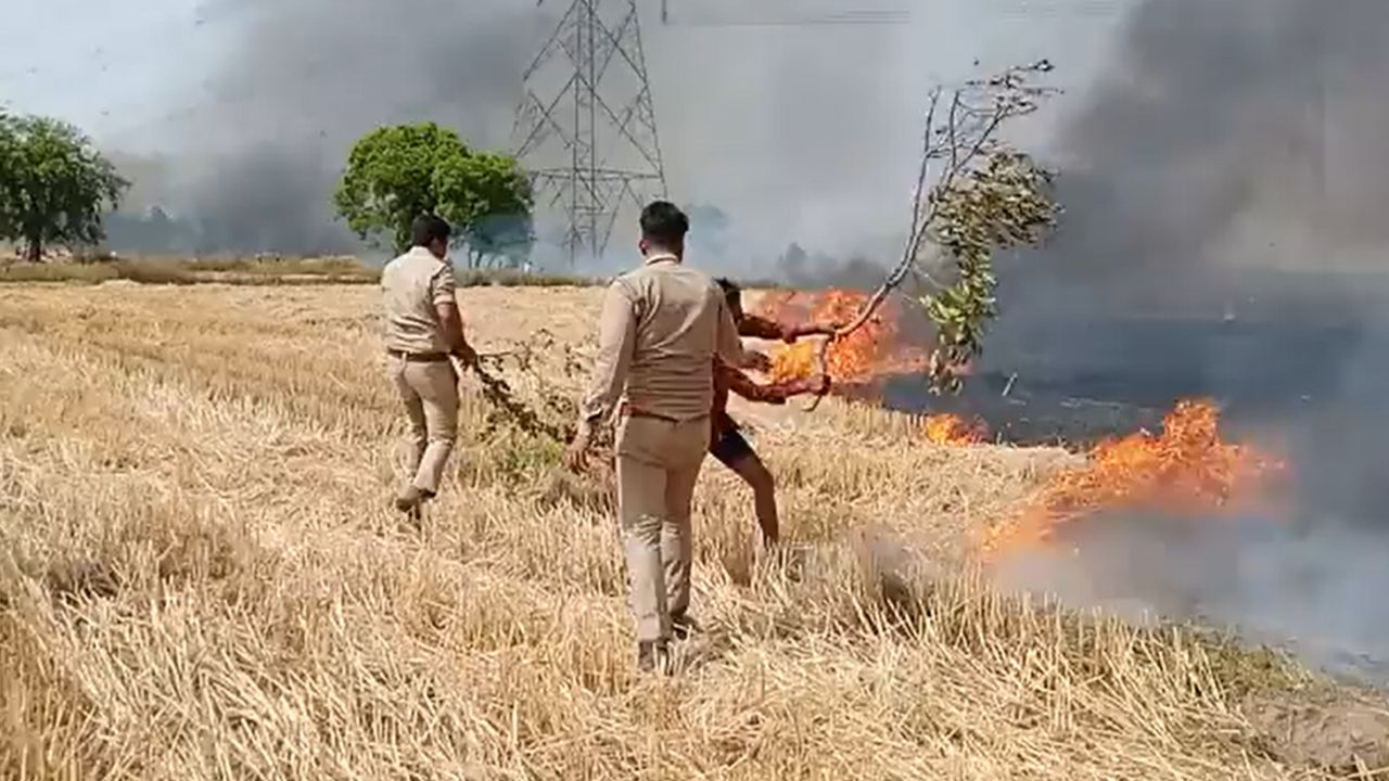 खेतों में जली दर्जनों बीघा गेहूं की फसल, मुआवजा कैसे मिलेगा? wheat crop fire